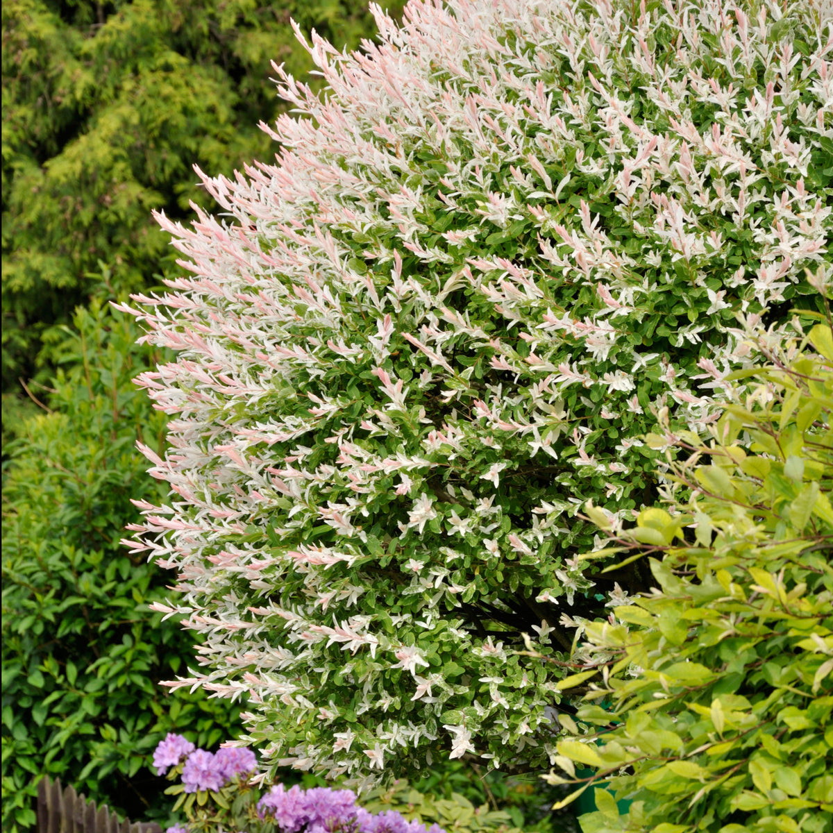 Dappled Willow