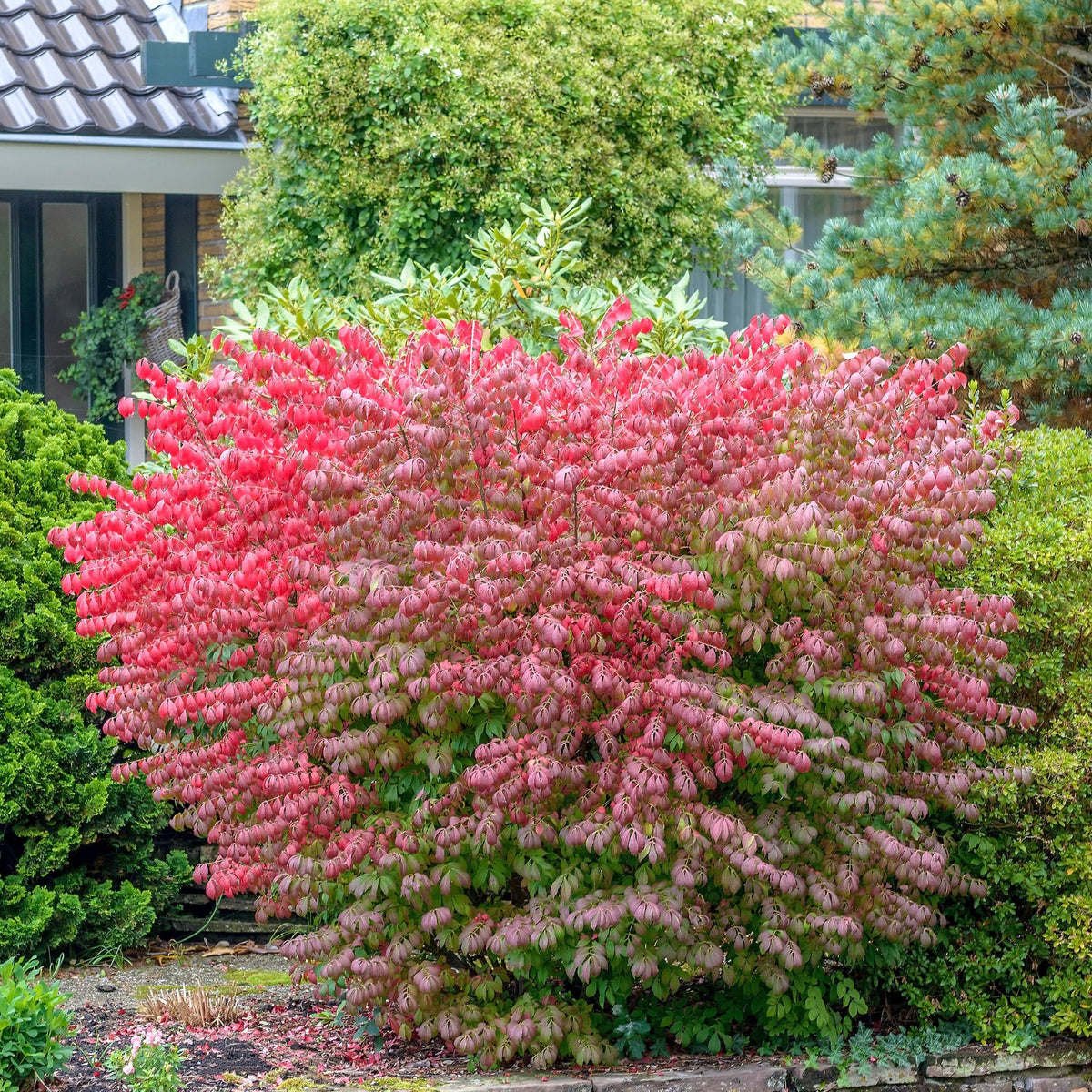 Dwarf Burning Bush for Sale Online - The Greenhouse