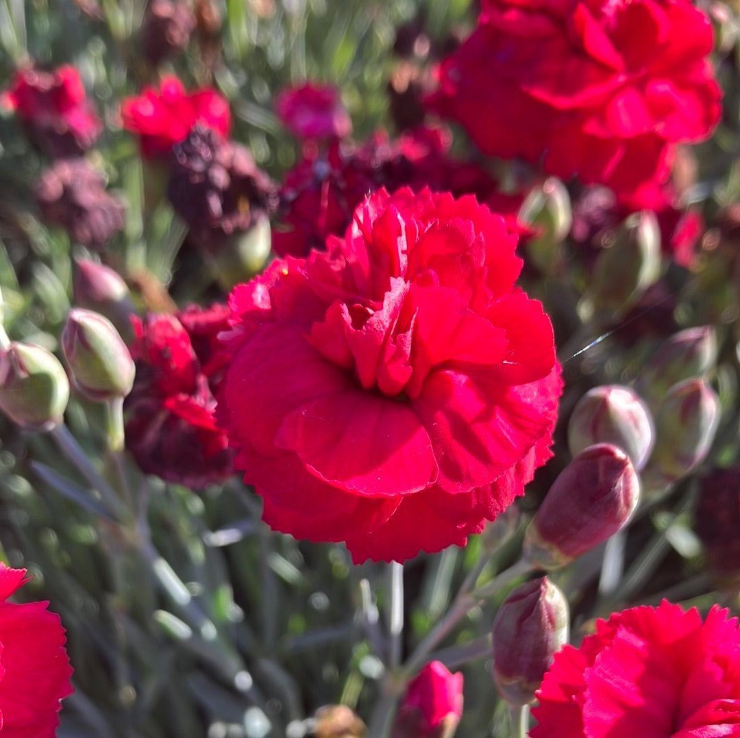 Dianthus Early Bird™ Radiance for Sale Online - The Greenhouse