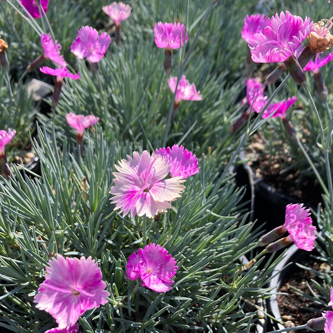 Dianthus 'Neon Star'