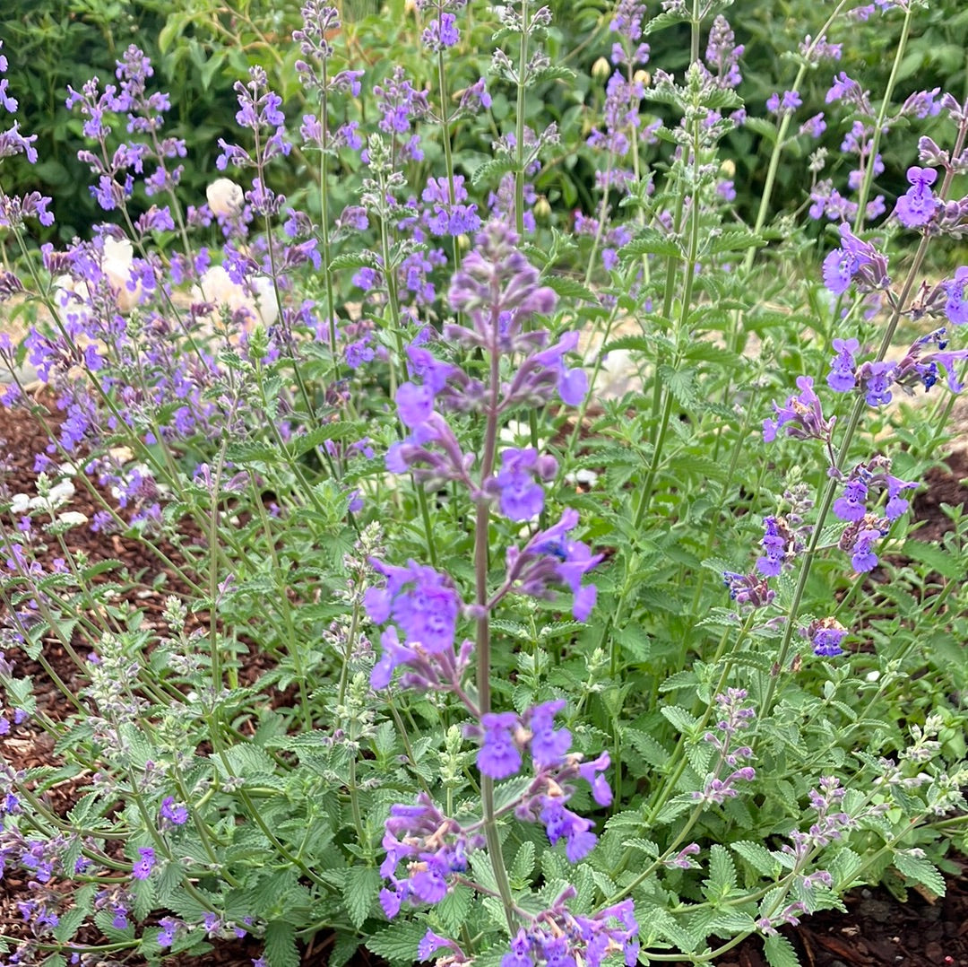 Nepeta 'Walker's Low' Catmint