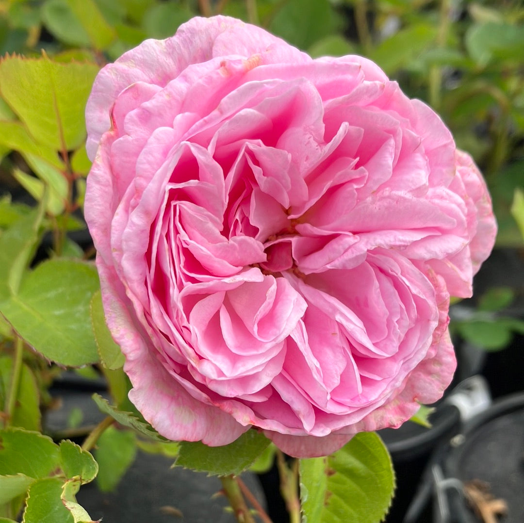 Summer Romance Parfuma® Rose - The Greenhouse