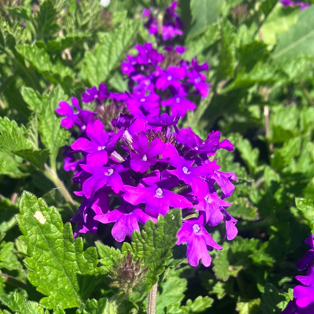 Verbena 'Homestead Purple'