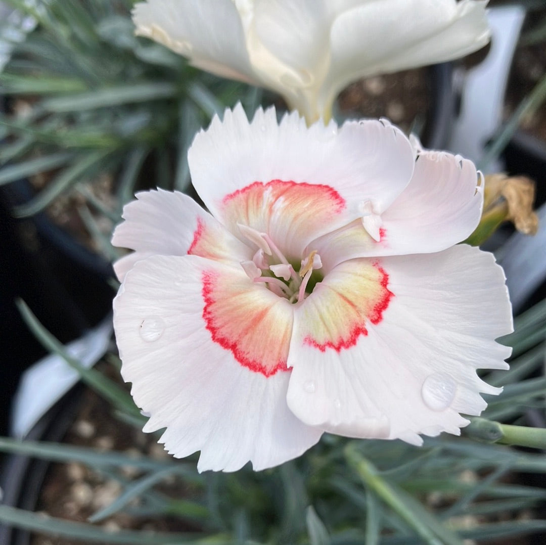 American Pie™ Georgia Peach Dianthus