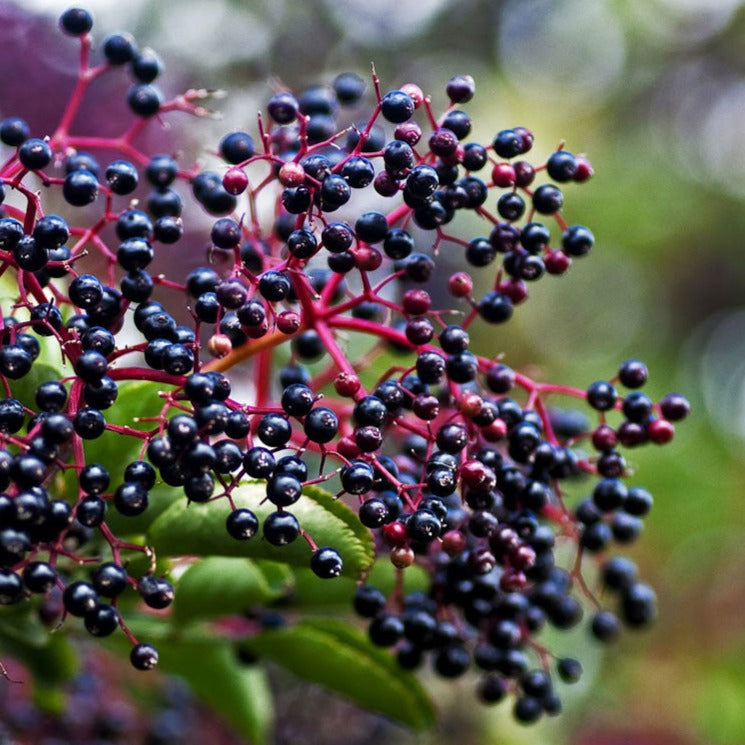 York Elderberry