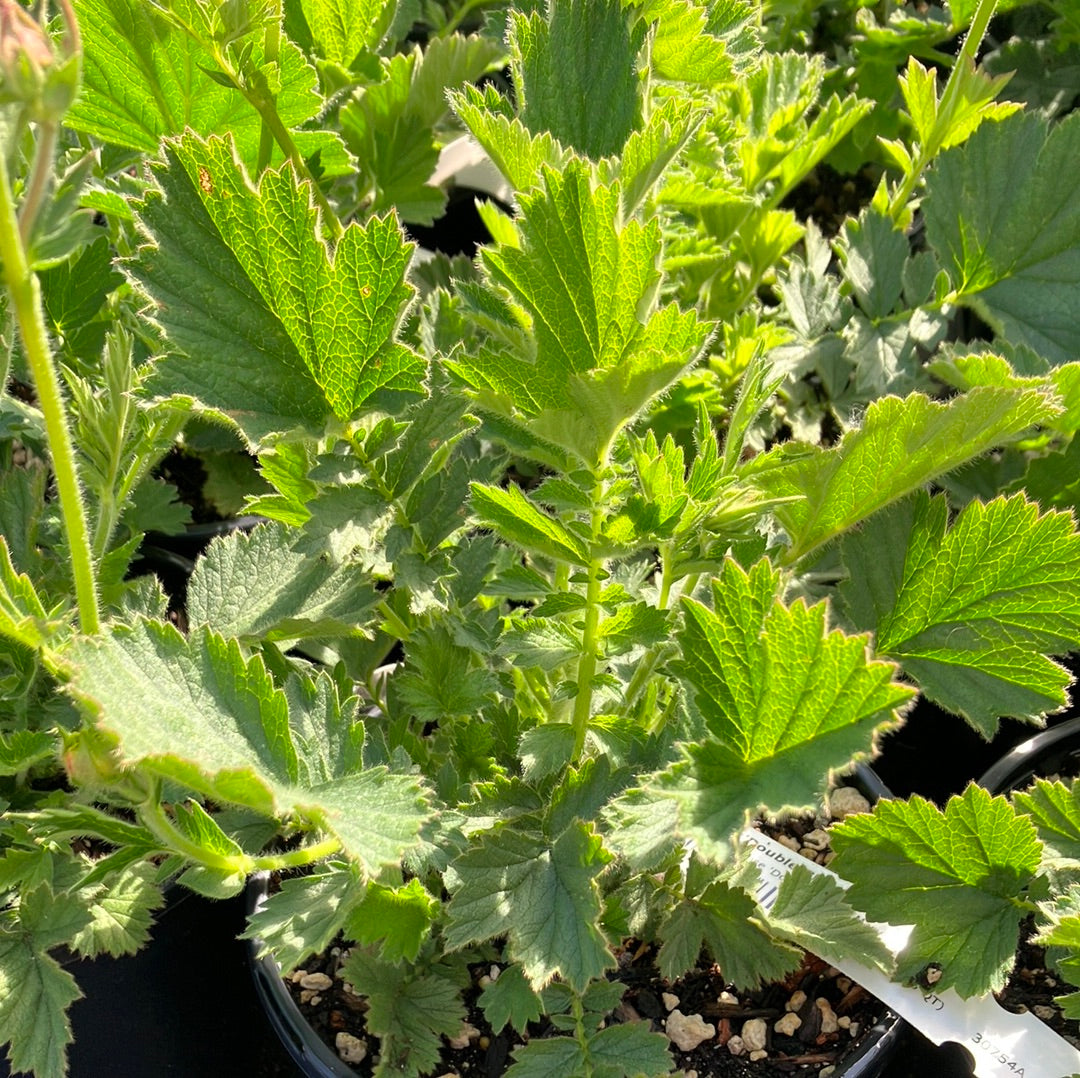 Geum ‘Double Bloody Mary’ Avens