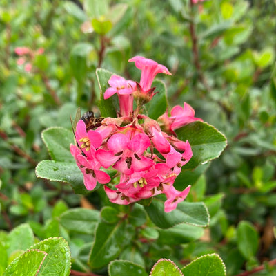 Escallonia 'Pink Princess' for Sale Online - The Greenhouse