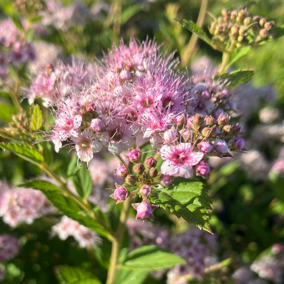 Spirea 'Little Princess'