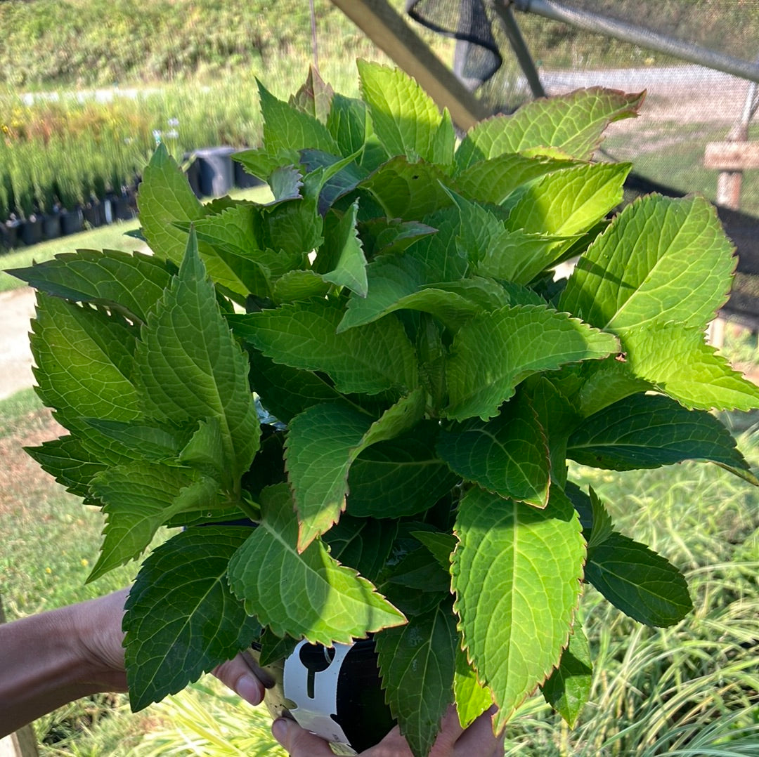 Tuff Stuff Ah-Ha® Hydrangea