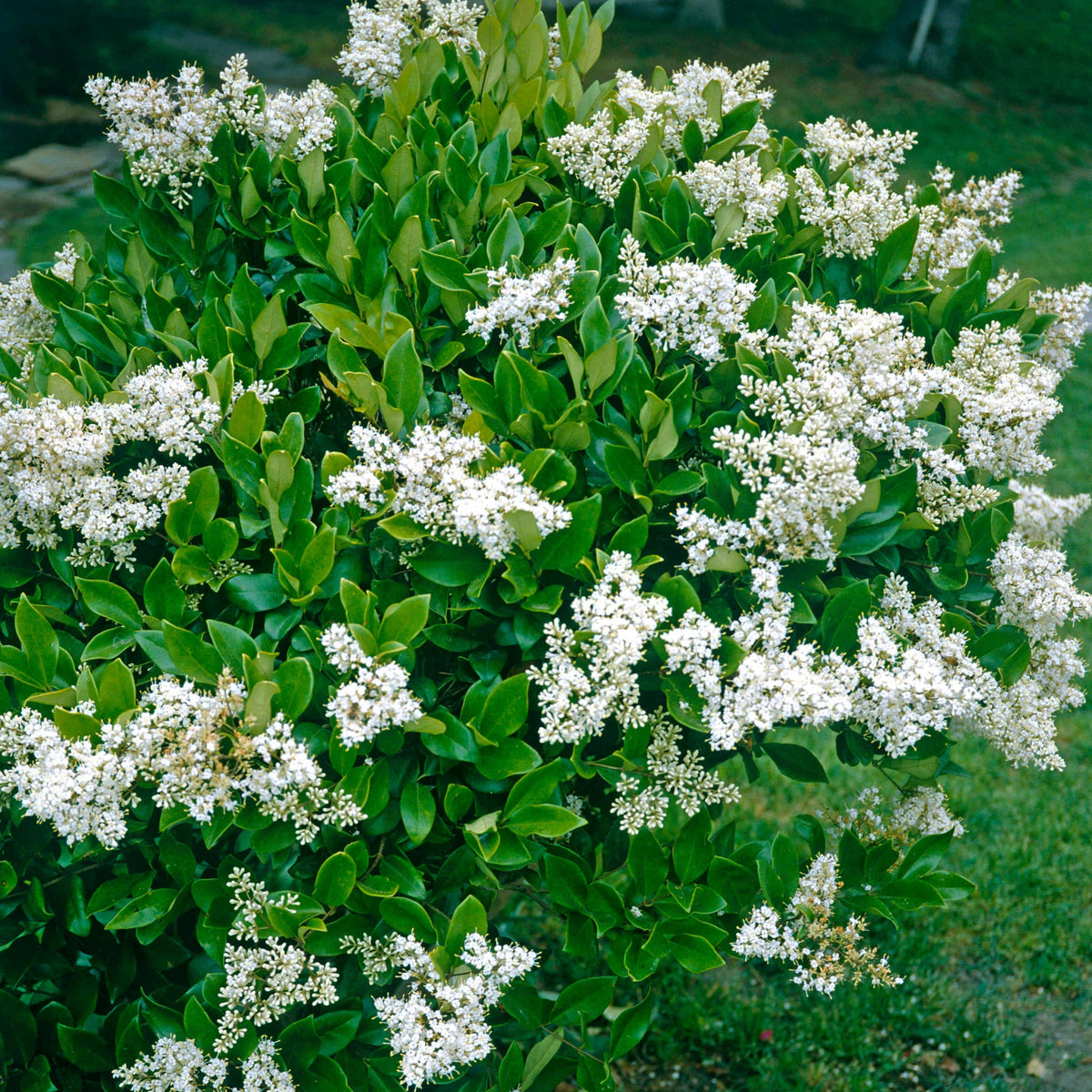 Waxleaf Privit Ligustrum