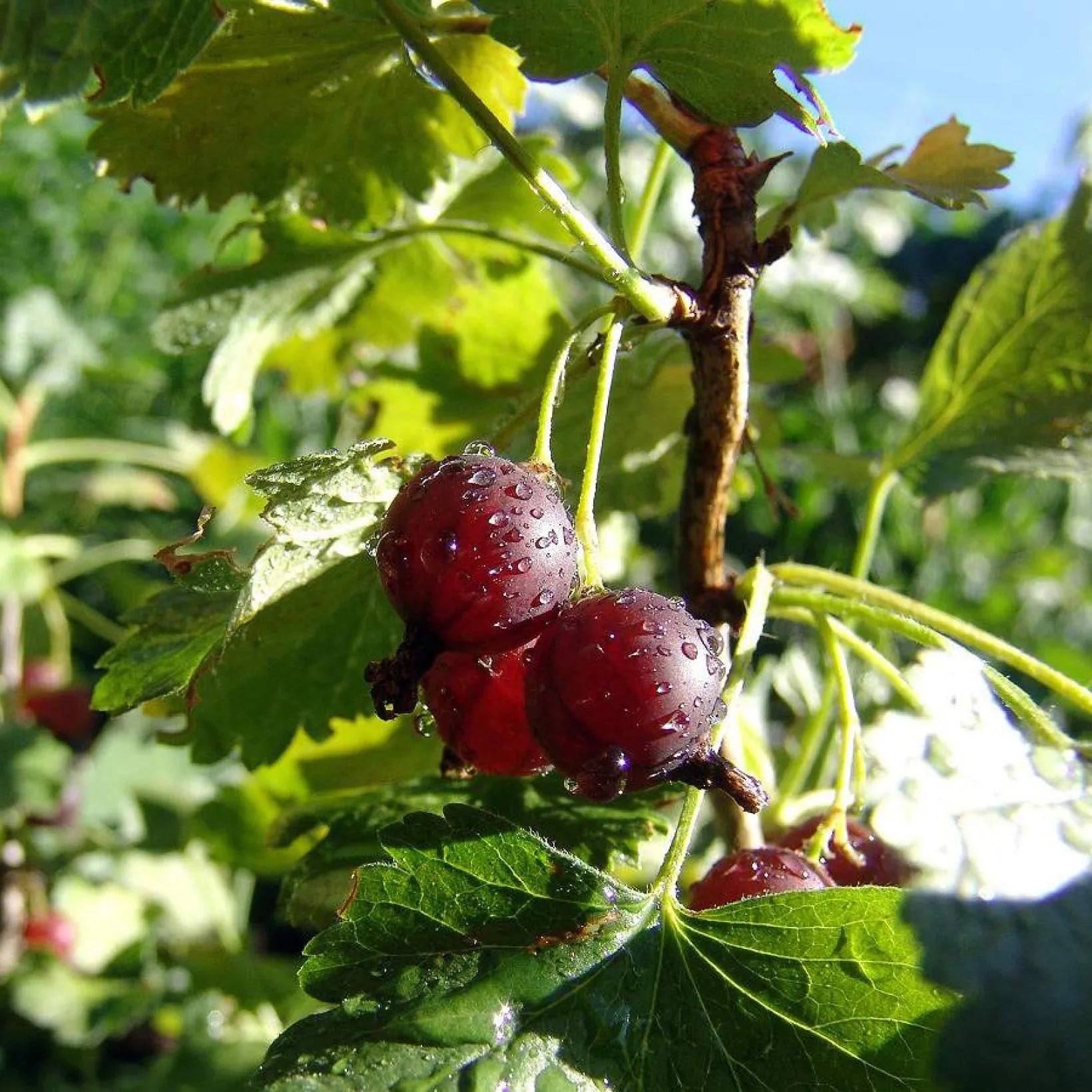 Captivator Gooseberry