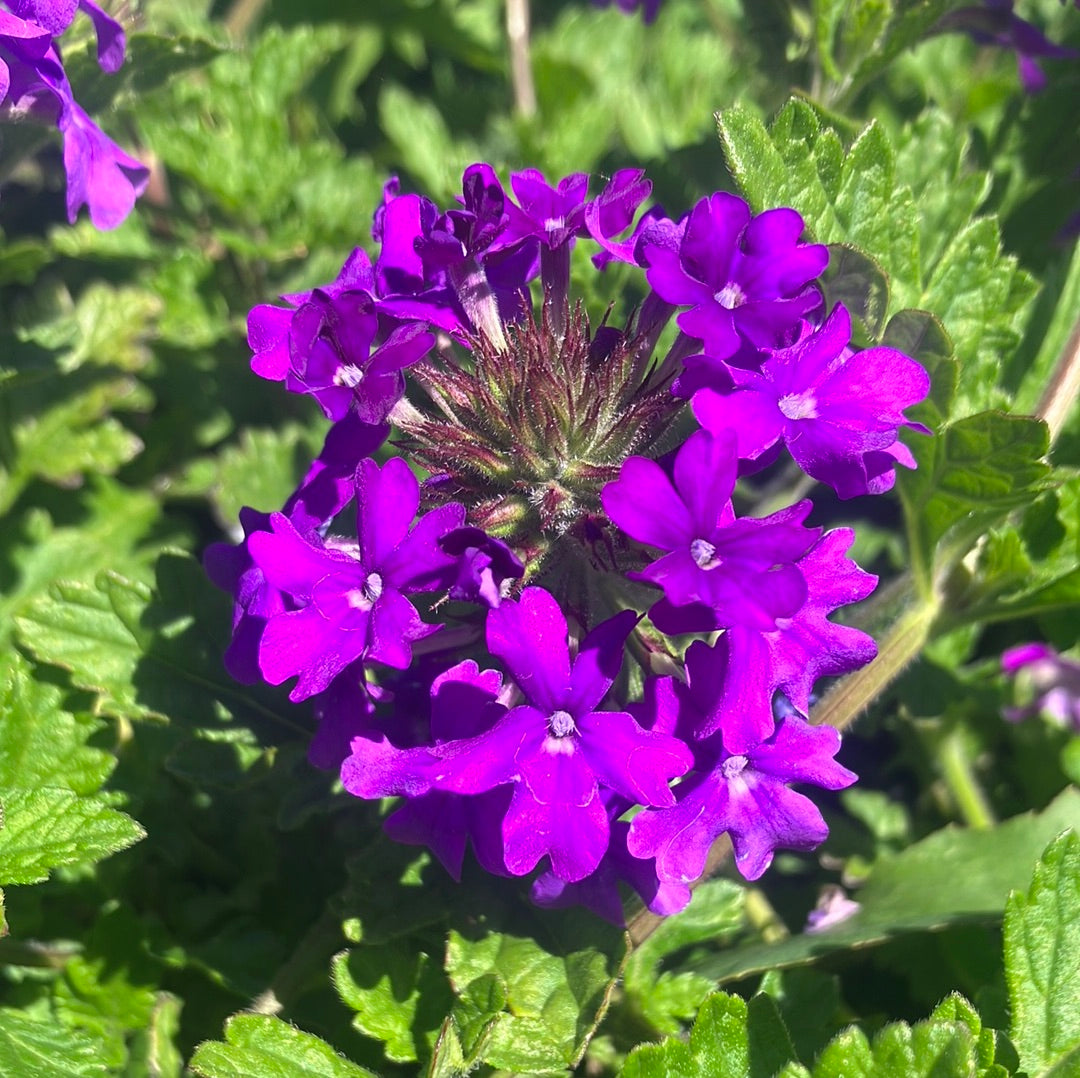 Verbena 'Homestead Purple'