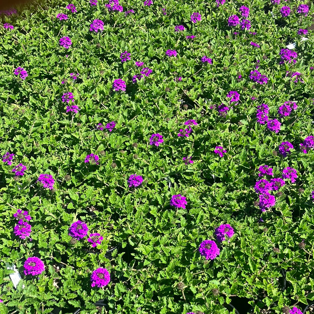 Verbena 'Homestead Purple'