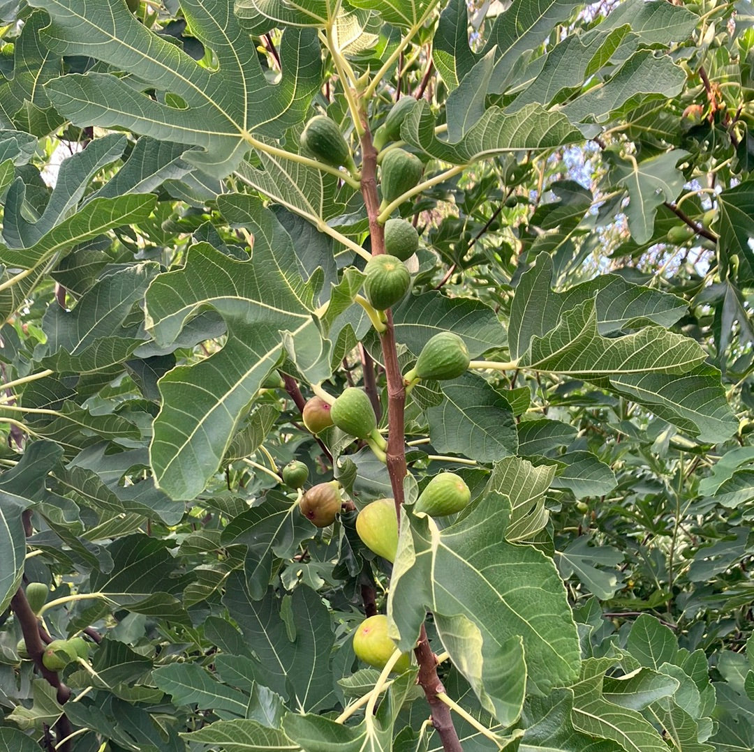 Chicago Hardy Fig