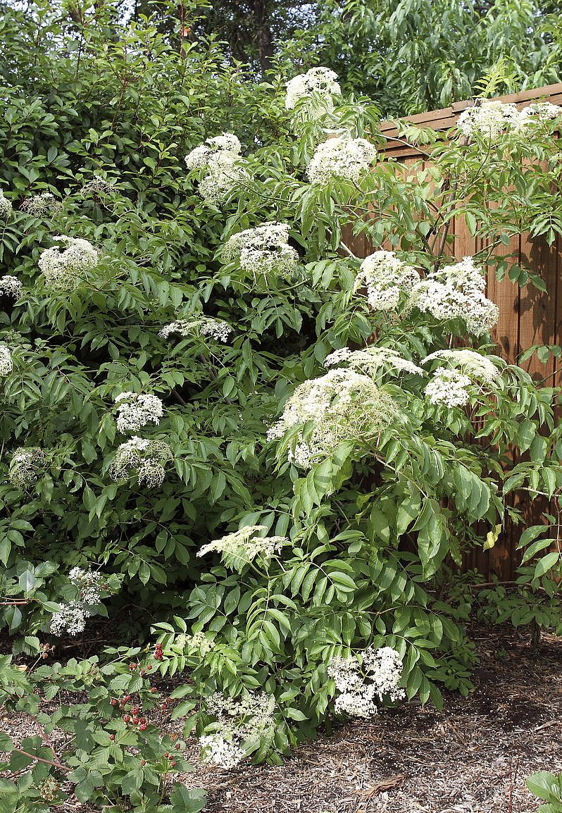 John’s Elderberry