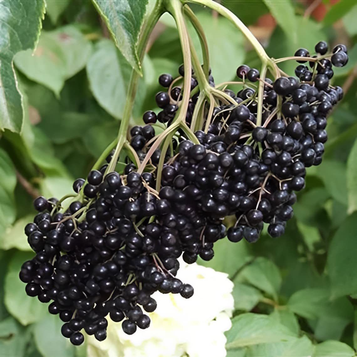 John’s Elderberry