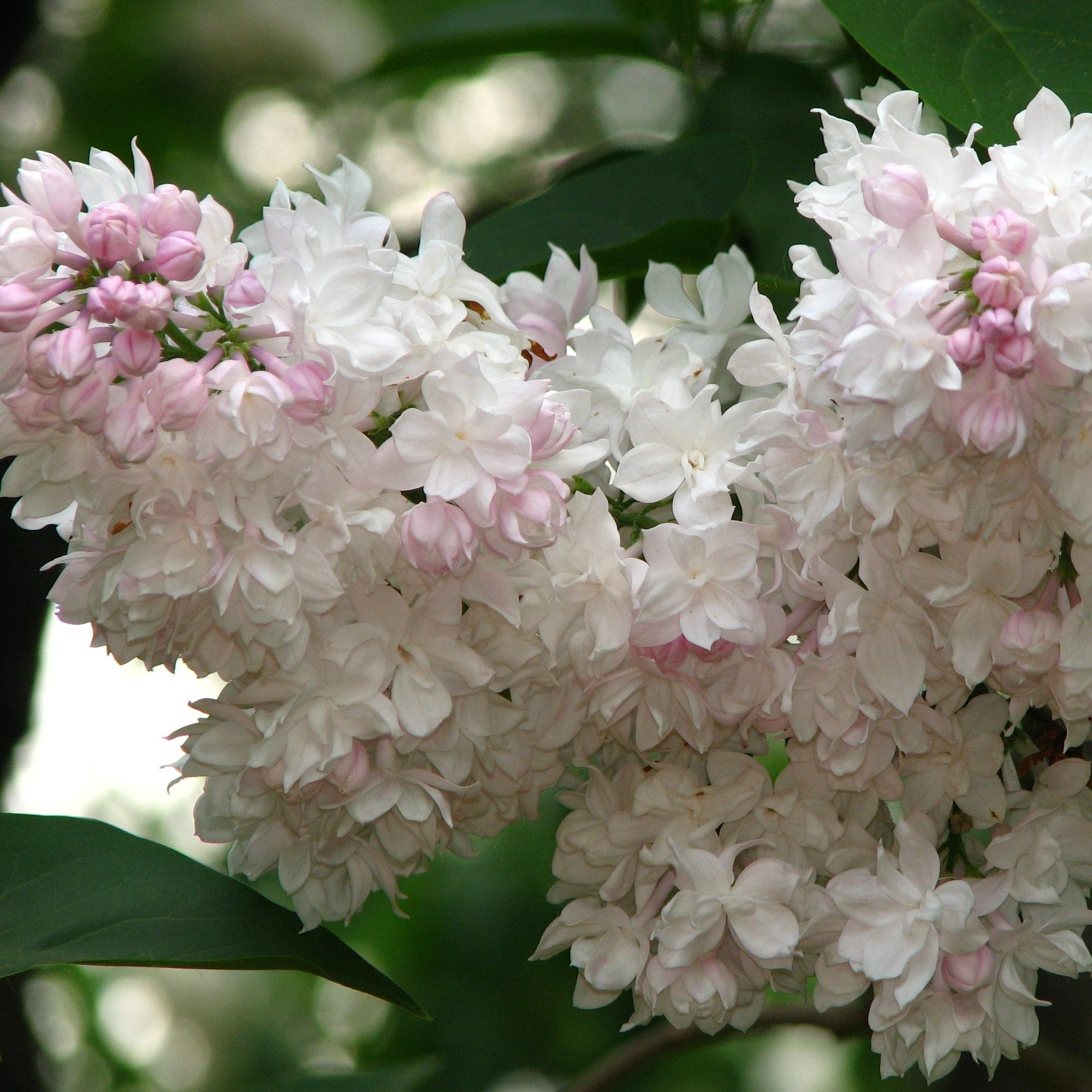 Beauty of Moscow Lilac