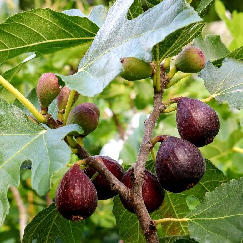 Violette de Bordeaux Fig (Negronne)