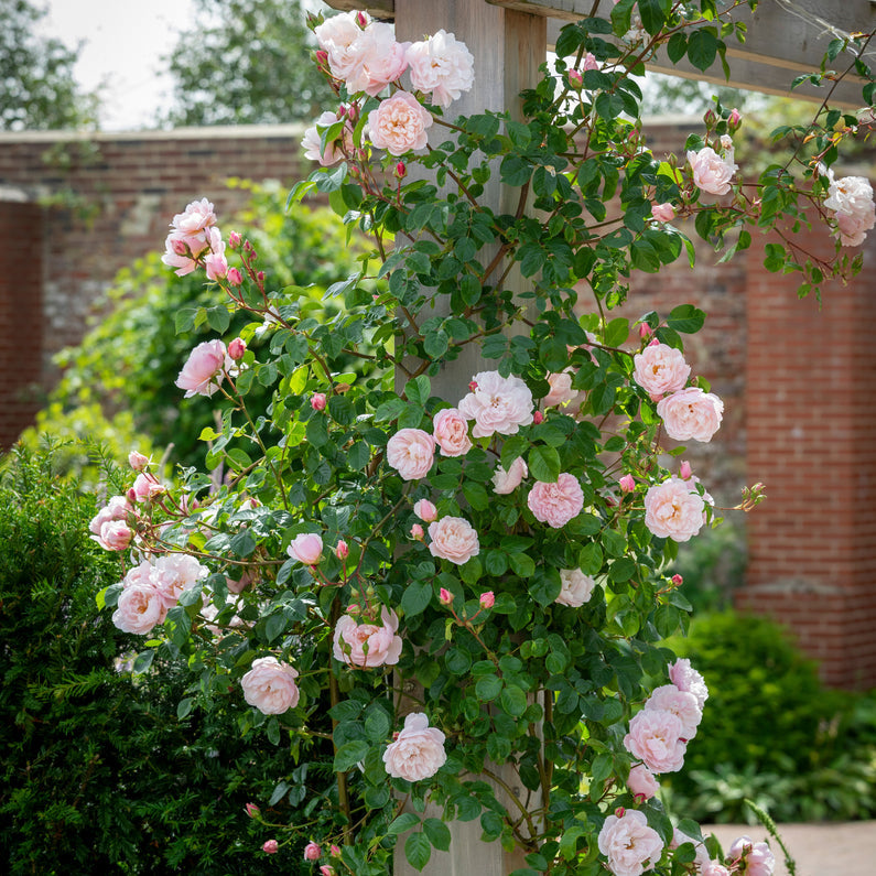 The Generous Gardener® Rose (Bare Root)