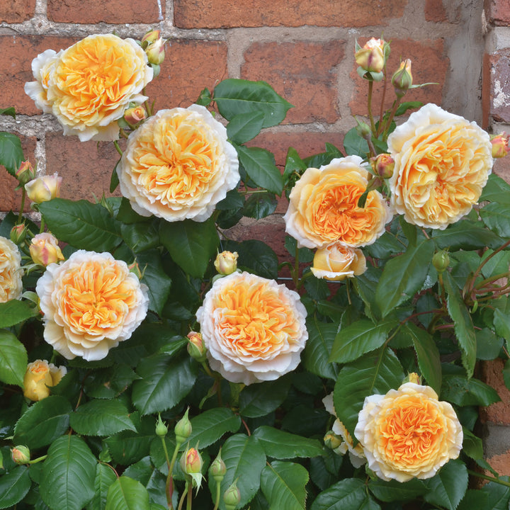 Crown Princess Margareta® Rose (Bare Root)