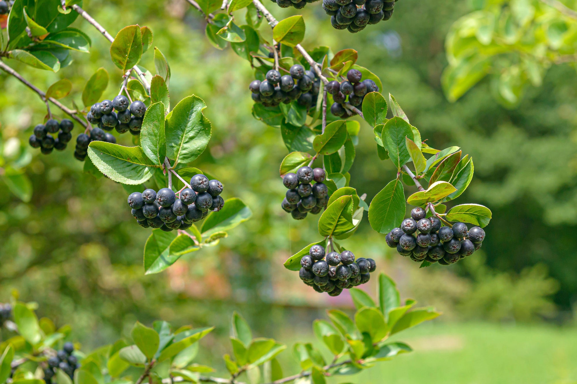 Viking Aronia Chokeberry