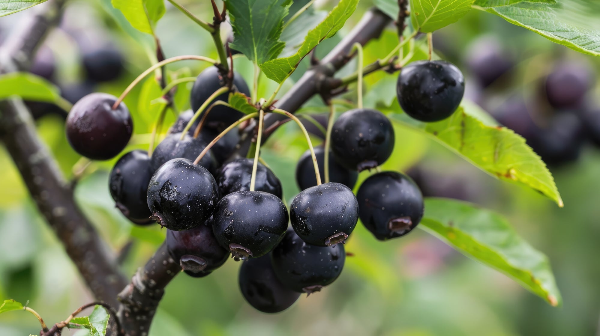 Viking Aronia Chokeberry