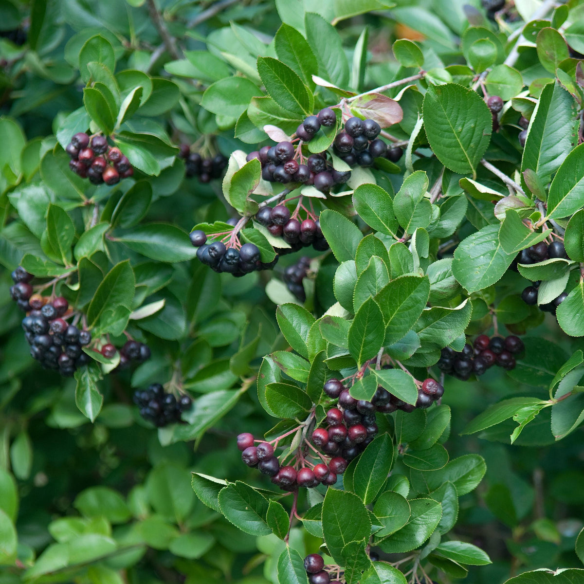 Viking Aronia Chokeberry