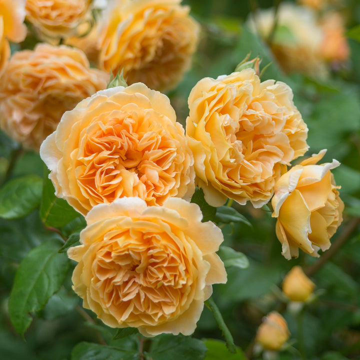 Crown Princess Margareta® Rose