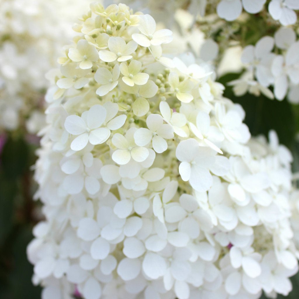 Bobo® Panicle Hydrangea