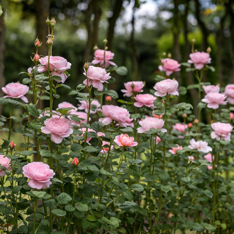 Queen of Sweden Rose