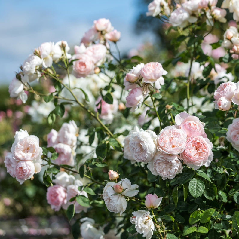 Gentle Hermoine Rose