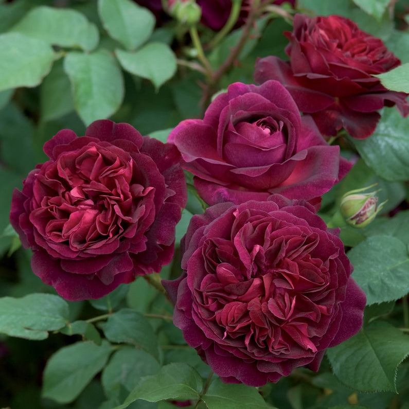 Munstead Wood Rose (Bare Root)