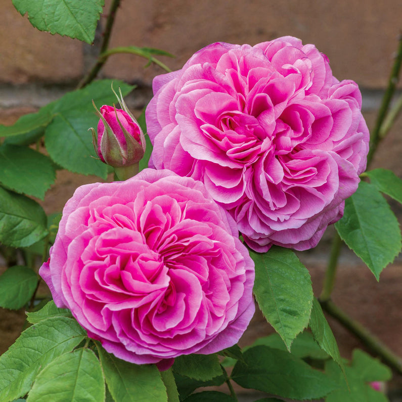 Gertrude Jekyll Rose (Bare Root)