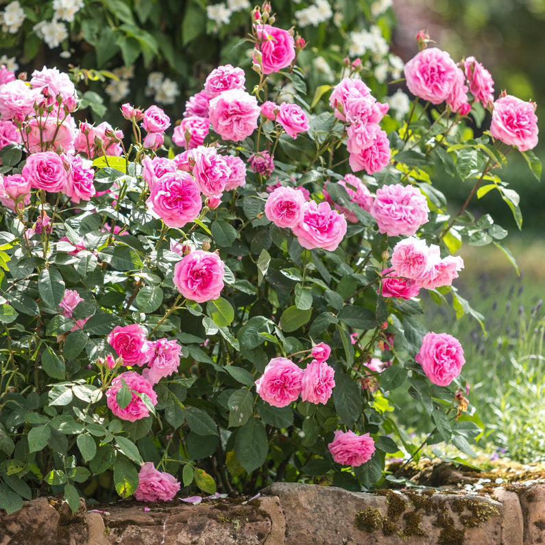 Gertrude Jekyll Rose