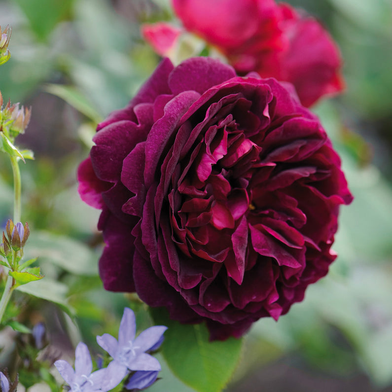 Munstead Wood Rose