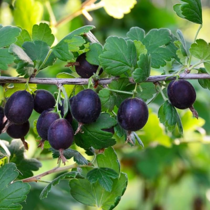 Black Velvet Gooseberry