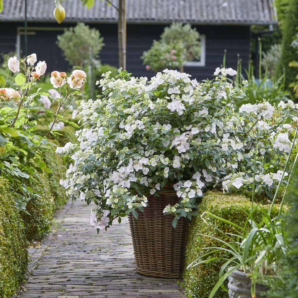 Fairytrail Bride® Cascade Hydrangea