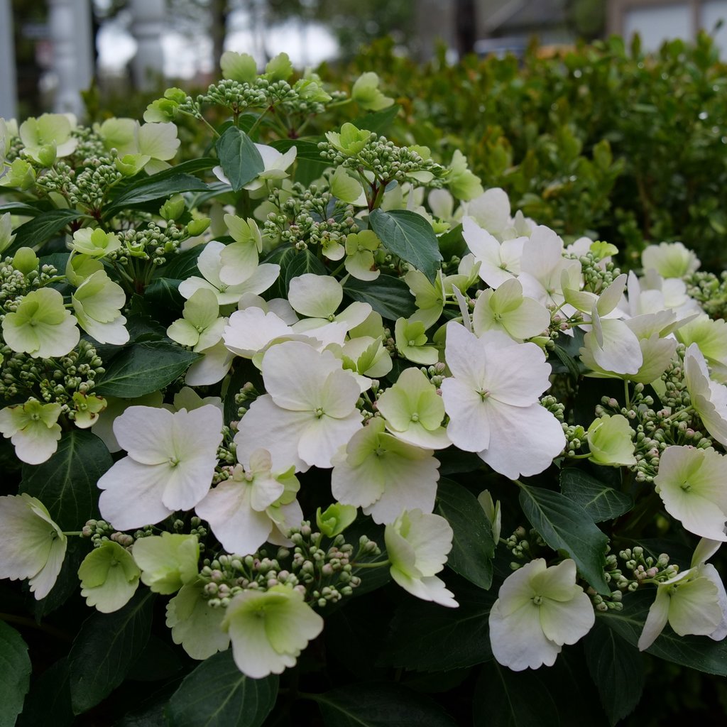 Fairytrail Bride® Cascade Hydrangea