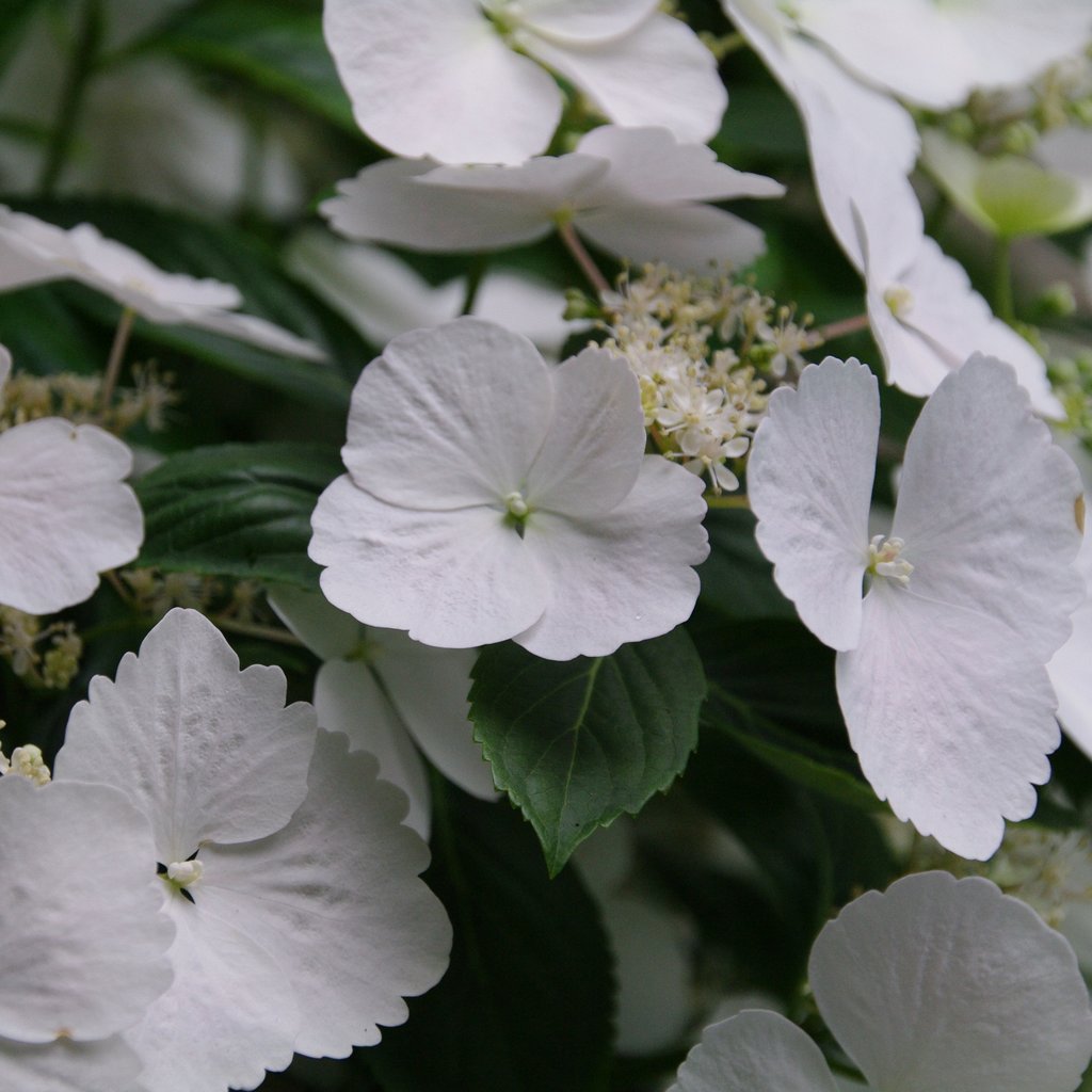 Fairytrail Bride® Cascade Hydrangea