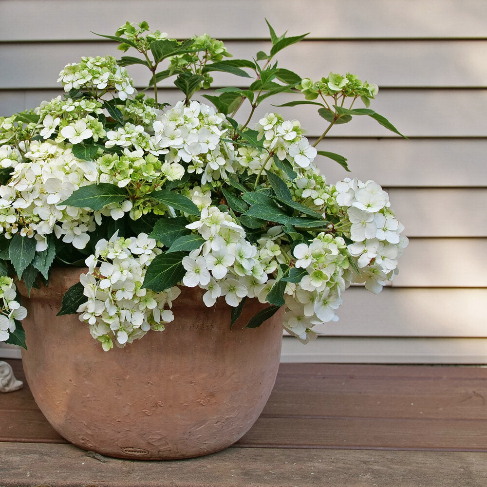 Fairytrail Bride® Cascade Hydrangea