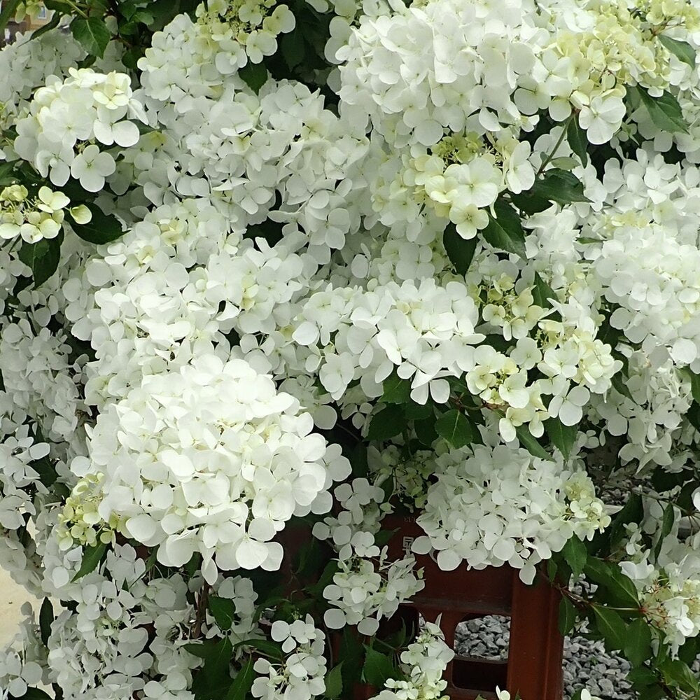 Fairytrail Bride® Cascade Hydrangea