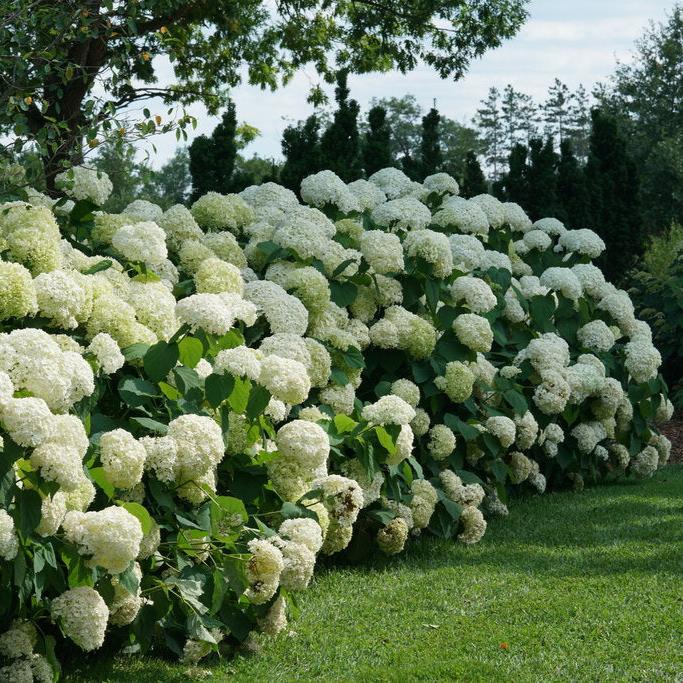 Incrediball® Smooth Hydrangea