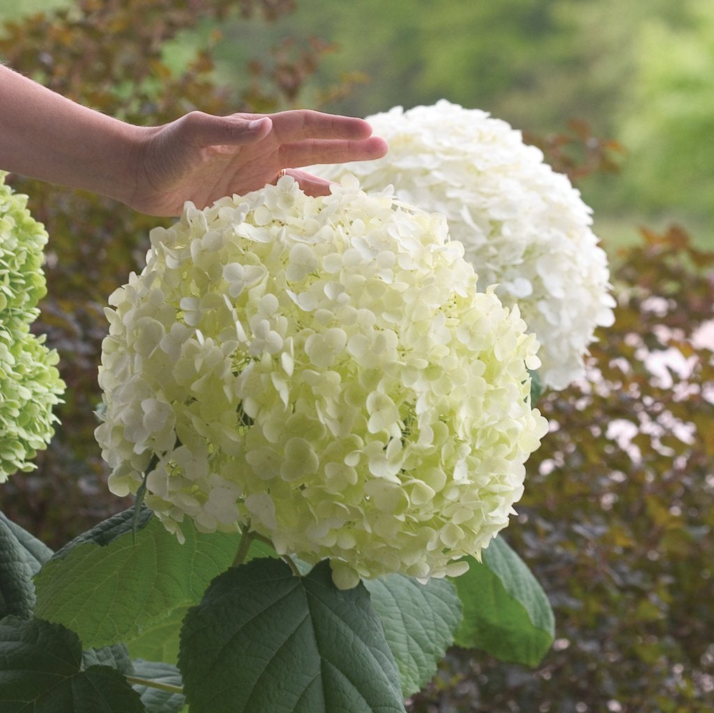 Incrediball® Smooth Hydrangea