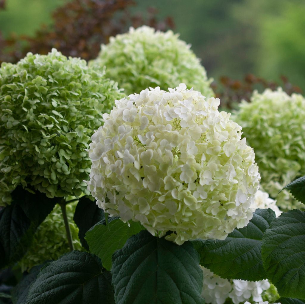 Incrediball® Smooth Hydrangea