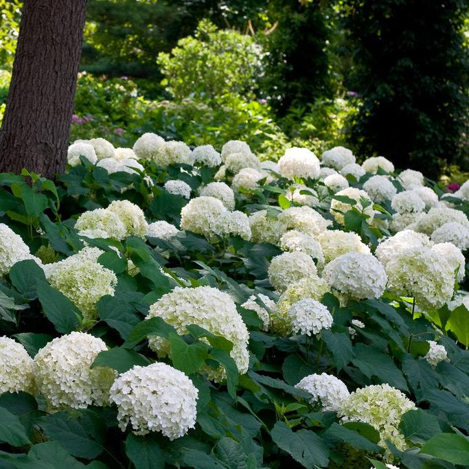 Incrediball® Smooth Hydrangea