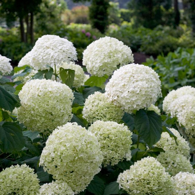 Incrediball® Smooth Hydrangea