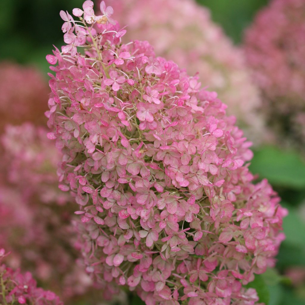 Bobo® Panicle Hydrangea