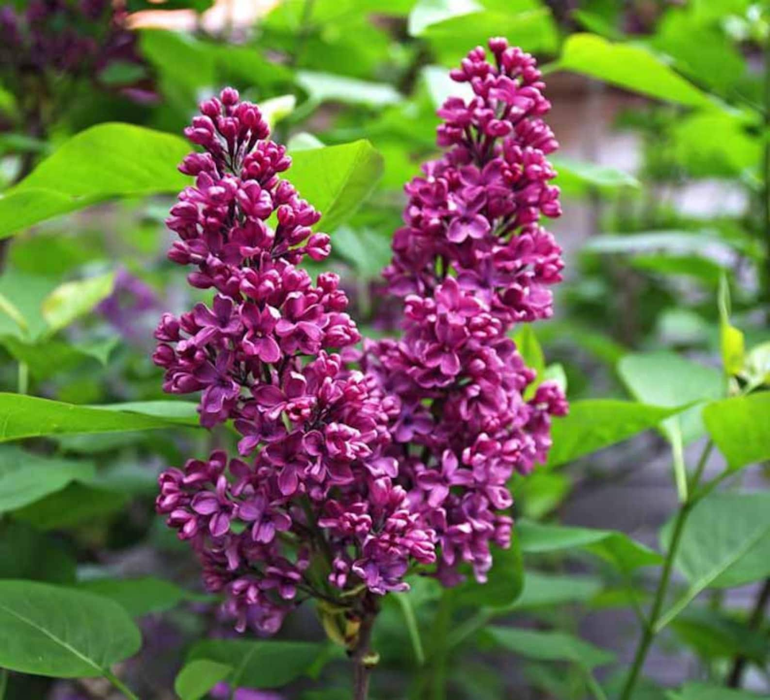 Monge Lilac