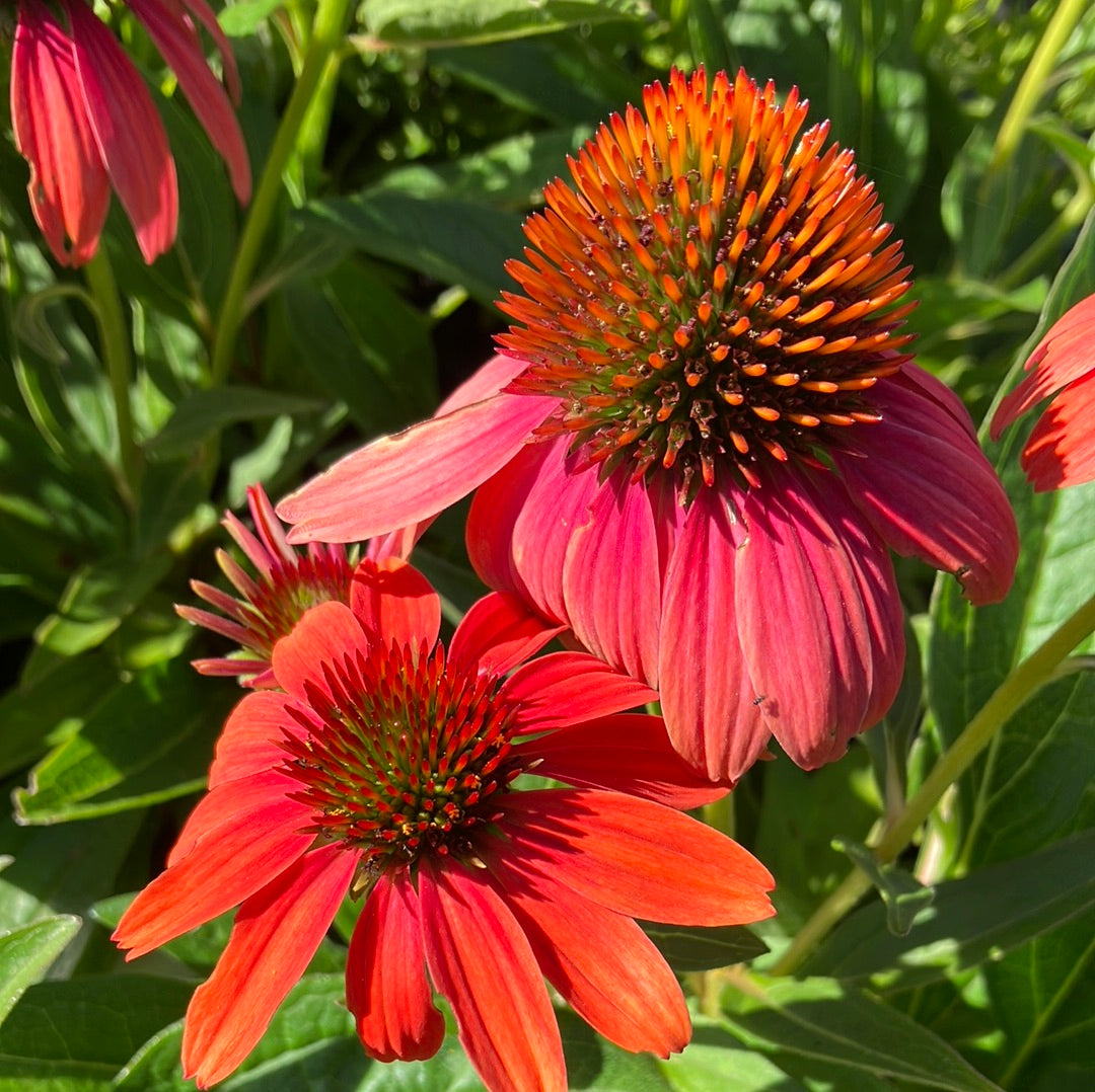 Sombrero® Hot Coral Echinacea