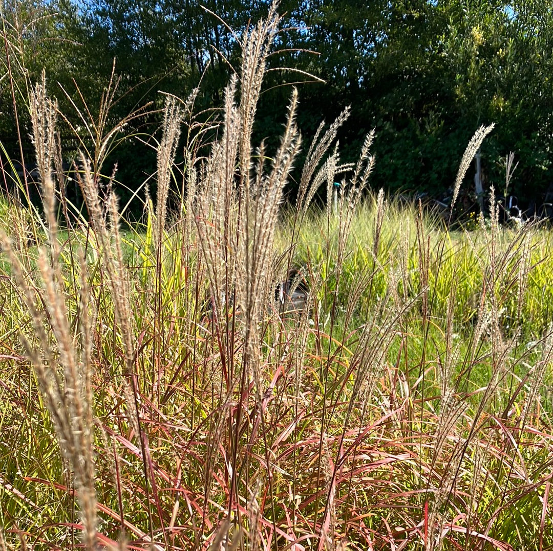 Dwarf Maiden Grass ‘Little Miss’